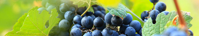 uvas